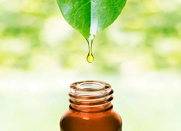 Essence water or oil dripping from a leaf to the bottle. Natural skin care, alternative medicine image.