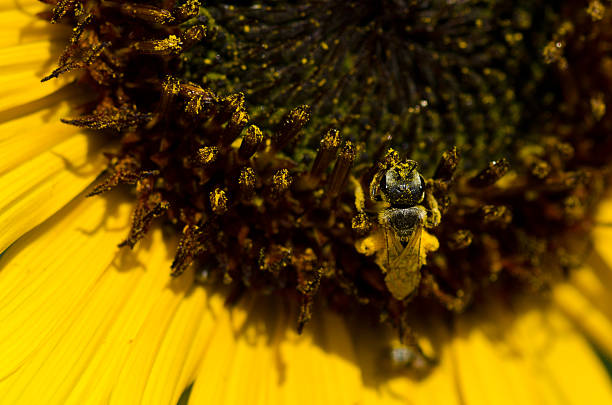 istock Bee Gathering Golden Pollen from a Yellow Sunflower 485315706