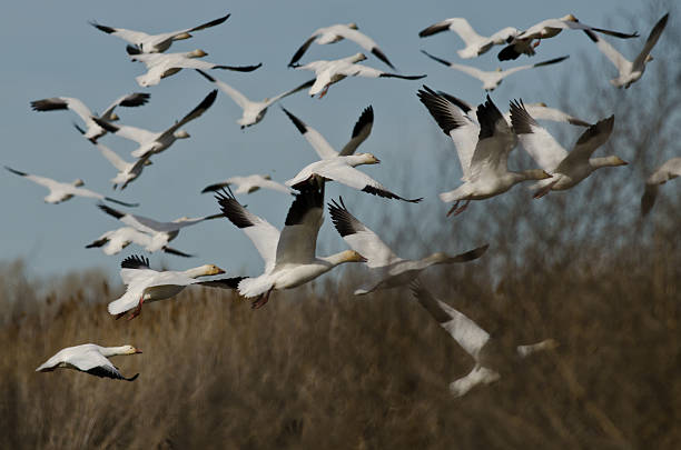 istock Flock of Snow Geese Flying Over the Marsh 485315708