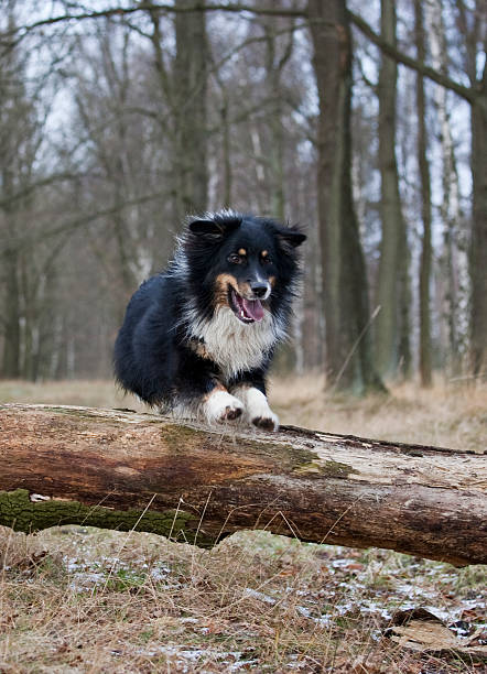 istock outdoor australian shepherd portrait 485316313