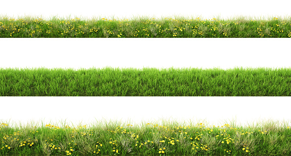Green grass with flowers. isolated on white background.