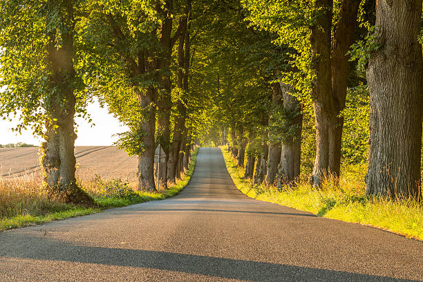 istock Road in countryside with green trees and a hill 485317166