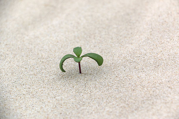 istock Plant seedling in sand at the beach 485317235