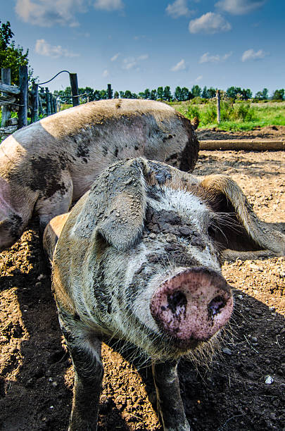istock Close up on a pig's nose 485317956
