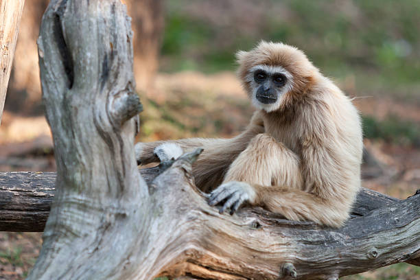 istock Pileated Gibbon or Capped Gibbon. 485318024