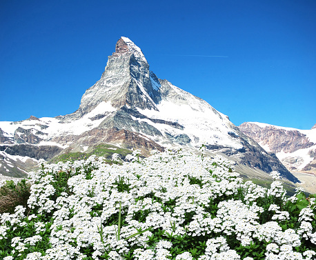 Mount of Matterhorn in Swiss Alps with flowers in the foreground.