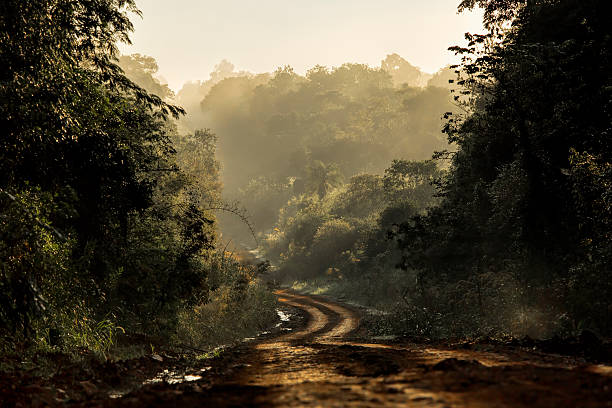 Dirt road in the jungle Dirt road in the tropical jungle, with morning mist off road vehicle photos stock pictures, royalty-free photos & images