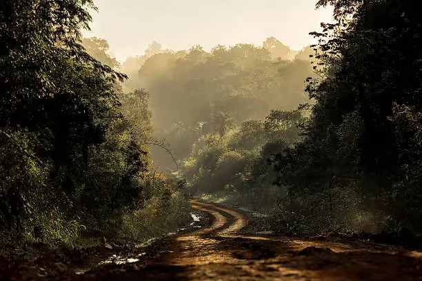 Dirt road in the tropical jungle, with morning mist