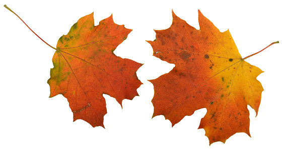 Fall autumn maple leaf isolated