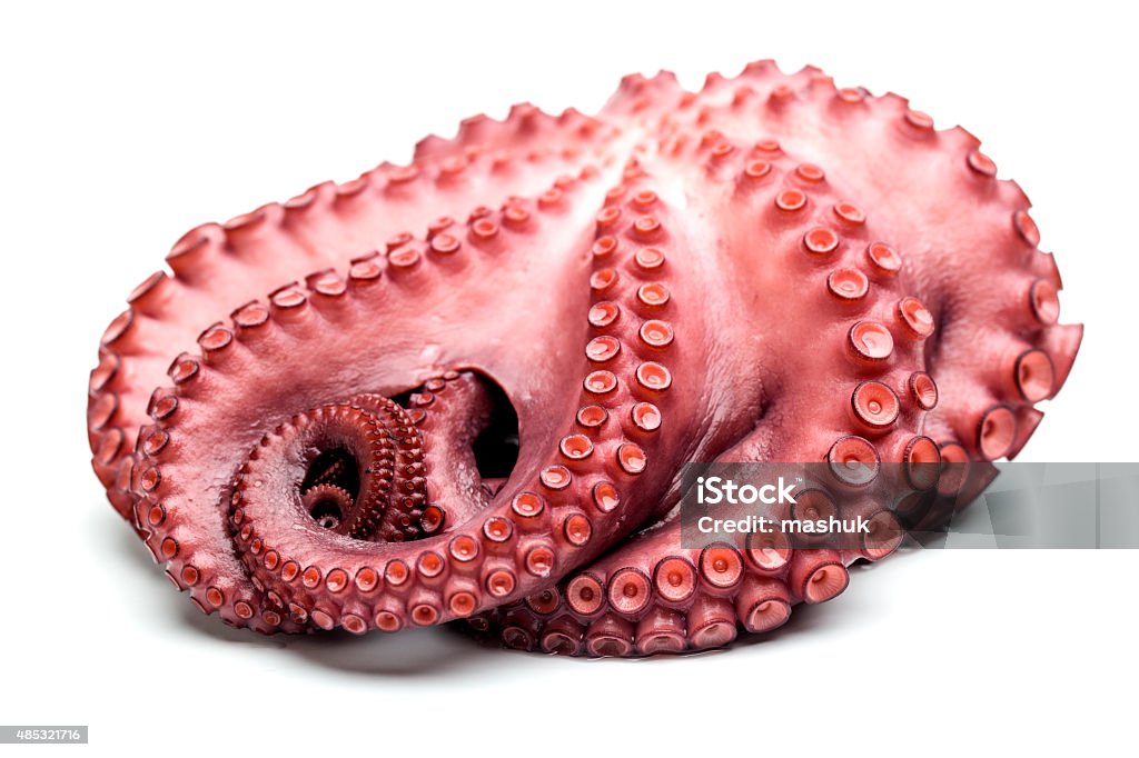 Octopus closeup Studio Shot Stock Photo
