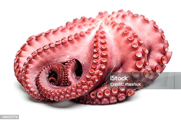 Octopus Closeup Stock Photo - Download Image Now - Studio Shot, 2015, Animal