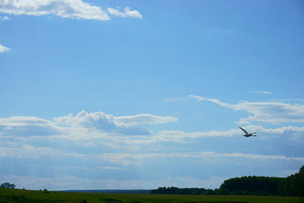 swan, sky, oiseaux, animaux, de la beauté et de la nature - pets water lake sky photos et images de collection