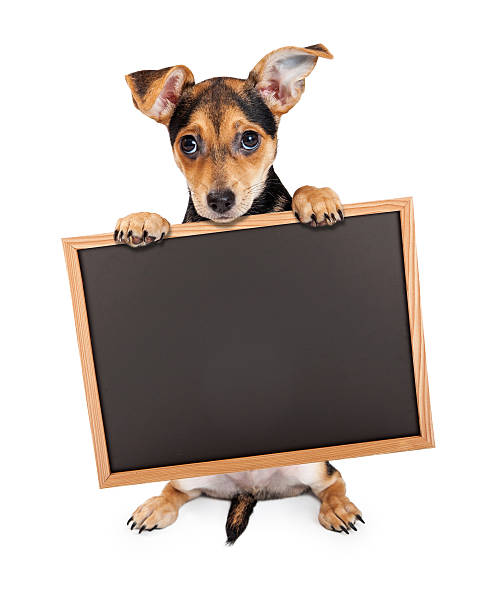 istock Cute Chihuahua Crossbreed Holding Chalkboard 485322482