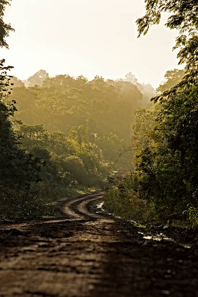 istock Dirt road in the jungle 485322550
