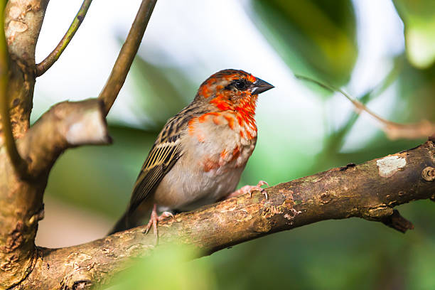 istock Madagascar Red Fody 485323026