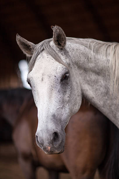 Portrait of white horse which is looking at the camera Portrait of a white horse which is looking at the camera Outdoors dog and pony show stock pictures, royalty-free photos & images