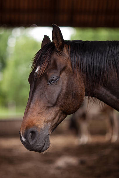 Beautiful portrait of a horse that looks to the ground stock photo