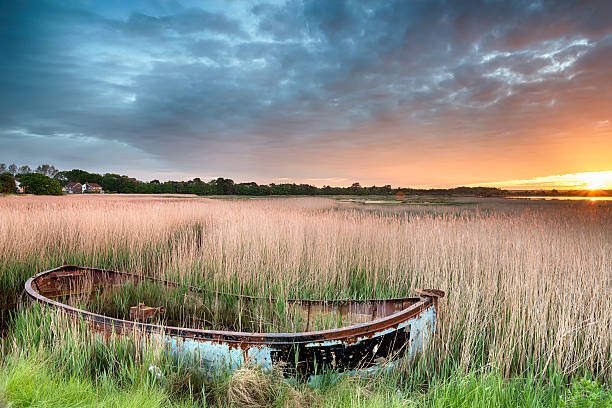 istock Boat in the Reeds 485325552
