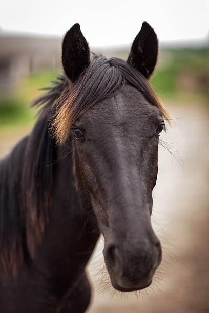 Portrait of beautiful horse with red fringe Portrait of a beautiful horse with a red fringe that looks into the camera dog and pony show stock pictures, royalty-free photos & images