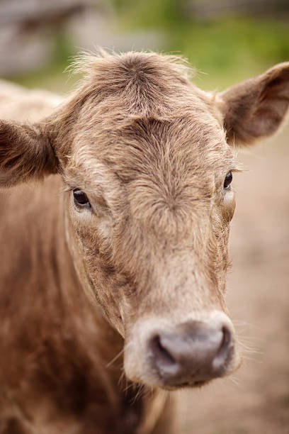 Portrait of beautiful cow bull who looks into the camera stock photo
