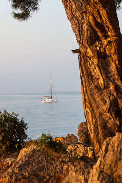 Sailing catamaran and in the foreground huge pine tree trunk stock photo