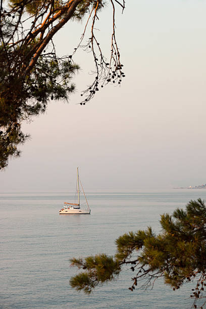 Small sailing catamaran anchored View through pine branches stock photo