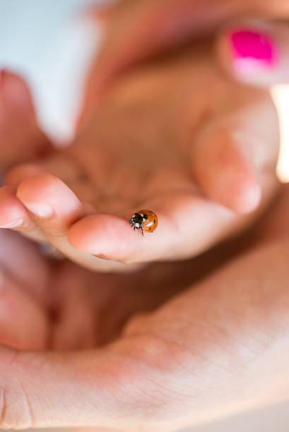 istock Person holding a ladybird on one finger 485326904