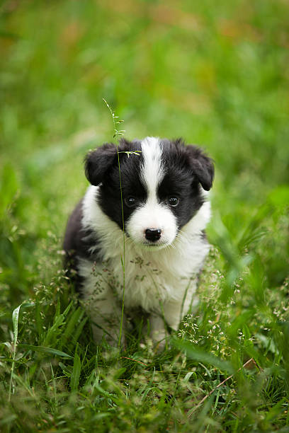 Little black and white border collie puppy in the grass stock photo
