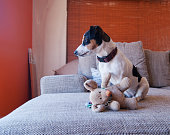 welpen-auf-der-couch-mit-spielzeug.jpg?b=1&s=170x170&k=20&c=qQFDp35AxUuEgBET3pbu-iaqSivMVk-KUDjoccDqkeA=