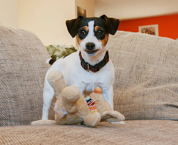 istock puppy on the couch with toy 485327464