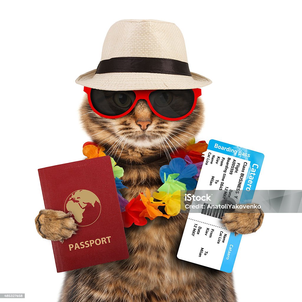 Cat with passport and airline ticket Funny cat with passport and airline ticket Domestic Cat Stock Photo