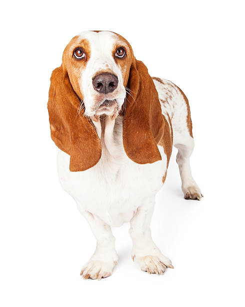 istock Funny Face Basset Hound 485327836