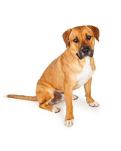 istock Well Trained Mixed Large Breed Dog Sitting 485327990
