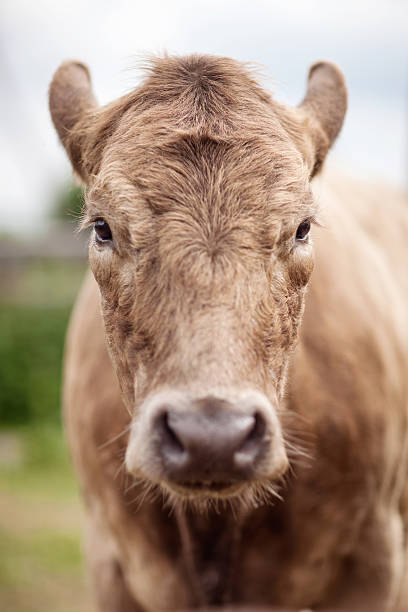 Portrait of beautiful cow bull who looks into the camera stock photo