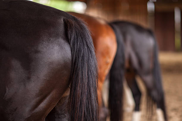 istock Three horses of different colors behind sharpness on first horse 485328142