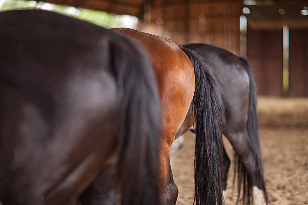 istock Three horses of different colors behind sharpness on  second horse 485328144