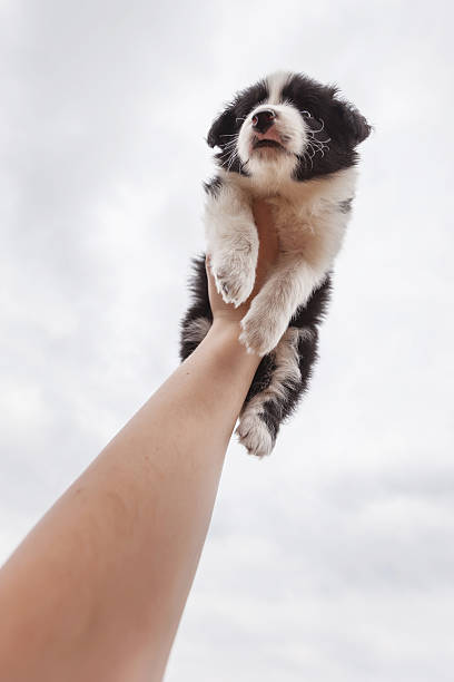 Cute puppy border collie on his arm raised up Outdoors stock photo