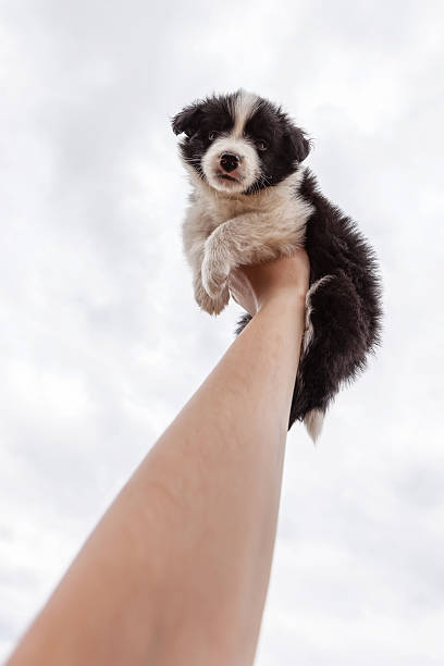 Cute puppy border collie on his arm raised up Outdoors stock photo
