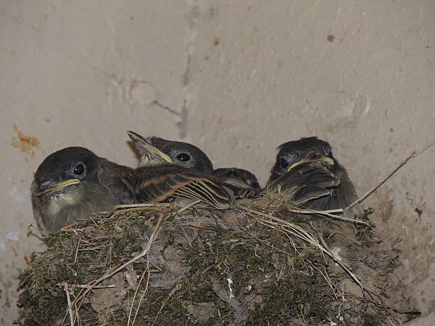 istock Three baby birds in nest. 485328190