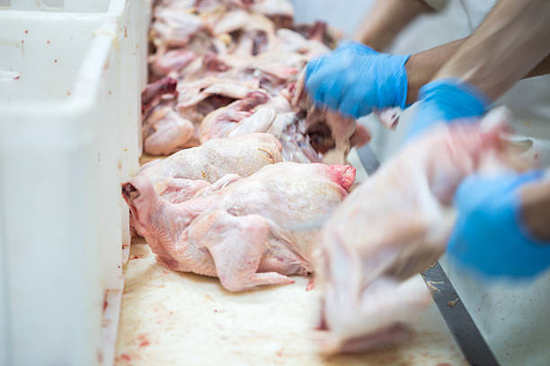 Chicken factory Chicken factory, meat separation slaughterhouse photos stock pictures, royalty-free photos & images
