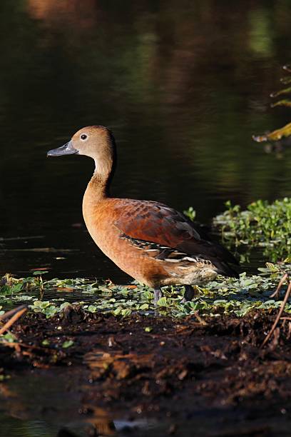 dendrocygne fulvous (dendrocygna bicolore) - white faced whistling duck photos et images de collection