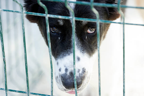 istock dog behind the wire fence 485328788