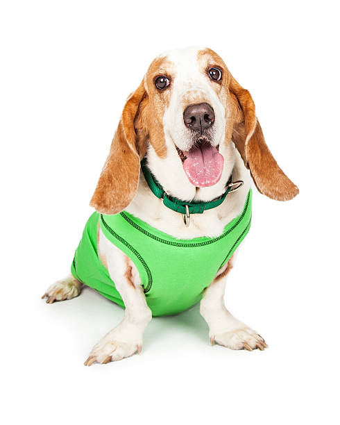 istock Basset Hound Dog in Green 485328964