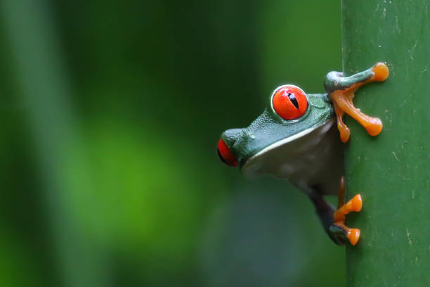 Red-eyed Tree frog pictured in Tortuguero, Costa Rica. Red-eyed Tree frog pictured in Tortuguero, Costa Rica. tortuguero photos stock pictures, royalty-free photos & images