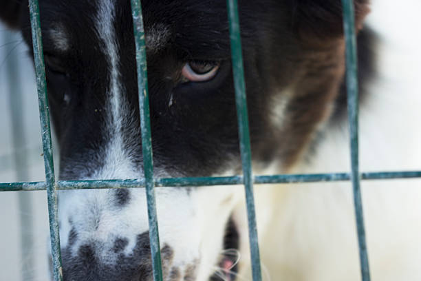 istock dog behind the wire fence 485330146