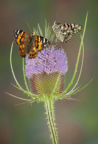 Two painted lady butterflies are sitting on teasel.  One is seen from the side with closed wings and one from the back with open wings.