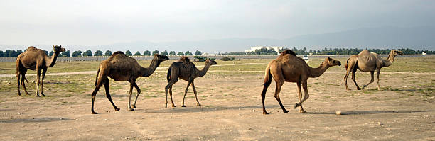 istock Camels in the desert, Oman 485330822