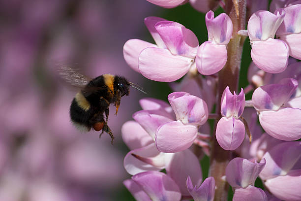 istock Bumblebee hovering in front of a pink lupine flower. 485331170