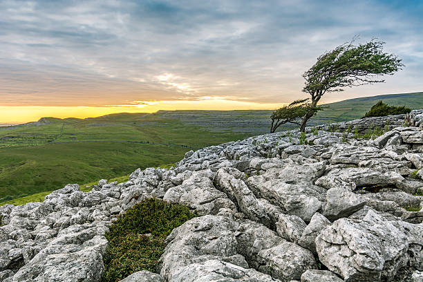 windswept árbol con rocas y una hermosa puesta de sol. - twistleton scar fotografías e imágenes de stock