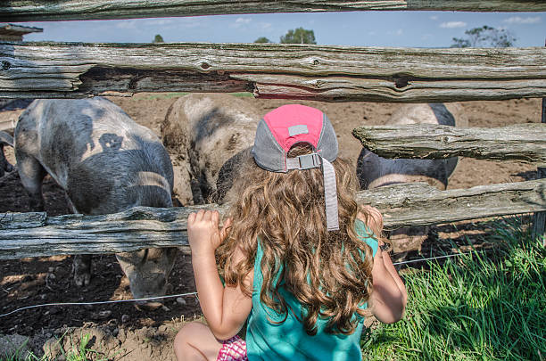 istock Little girl watching pigs outside 485332672